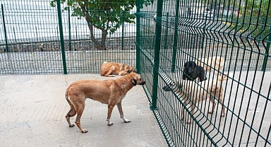 Bakioğlu Can Dostlarımız Yaşam Merkezi ve Bakımevi açılıyor!